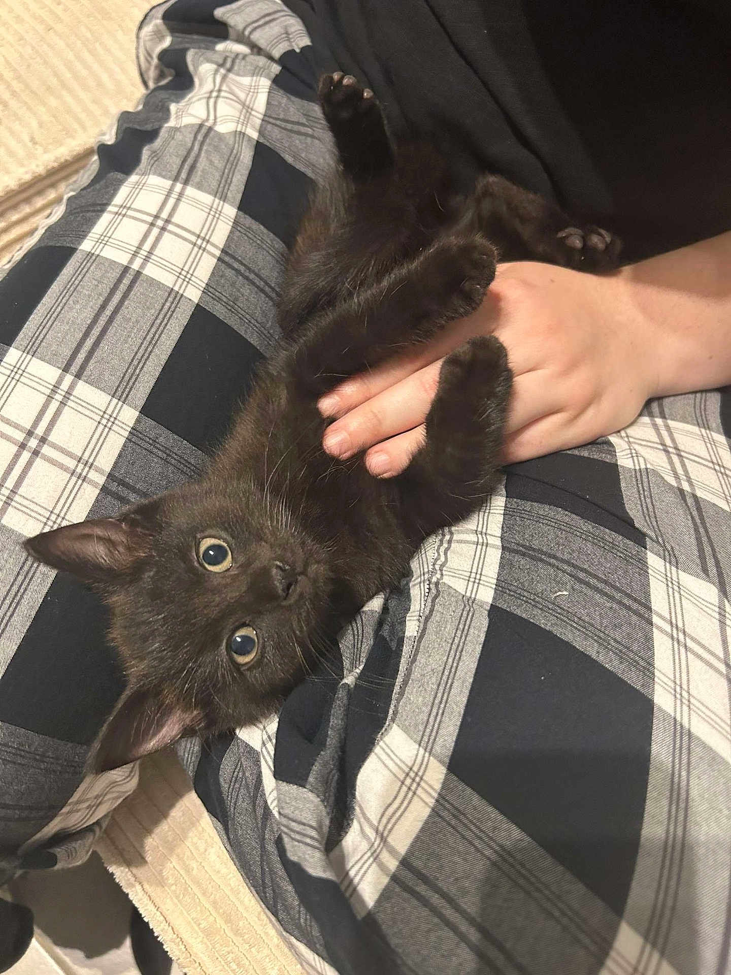 Apollon a rejoint le concours — aidez-le/la à gagner de superbes lots ! kitten, black_cat, pet, animal, cute, plaid_pants, hand, lap, indoor, feline, fur, whiskers, claws, relaxed, young_cat, domestic_animal, cozy, looking_at_camera, resting, person