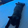 Apollon a rejoint le concours — aidez-le/la à gagner de superbes lots ! cat, black_cat, stretching, bed, indoor, furniture, television, relaxed, pet, animal, sleeping, cozy, blue, texture, domestic, cute, resting, soft, comfortable, home