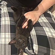 Apollon participe au concours pour gagner de l'argent avec cette photo : black_kitten, cat, kitten, pet, animal, lap, hand, person, plaid_pants, black_shirt, indoor, cute, playful, feline, claws, ears, eyes, fur, resting, young_cat