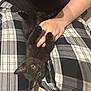 animal, black_kitten, black_shirt, cat, claws, cute, ears, eyes, feline, fur, hand, indoor, kitten, lap, person, pet, plaid_pants, playful, resting, young_cat