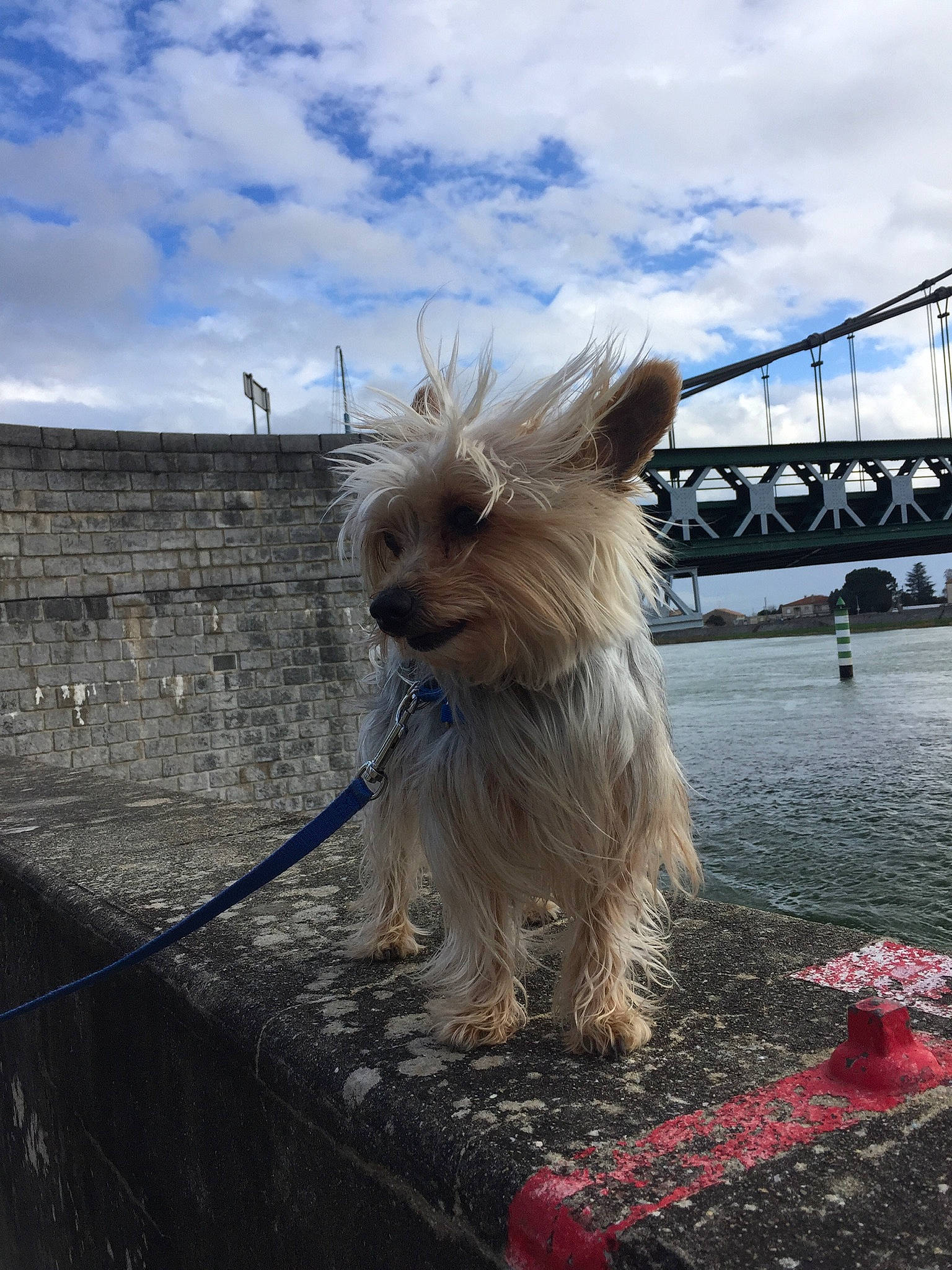 Handy a rejoint le concours — aidez-le/la à gagner de superbes lots ! canidae, carnivore, cloud, collar, companion_dog, dog, dog_breed, dog_supply, electric_blue, fawn, fur, ocean, sky, small_terrier, snout, sporting_group, tail, terrier, toy_dog, working_animal