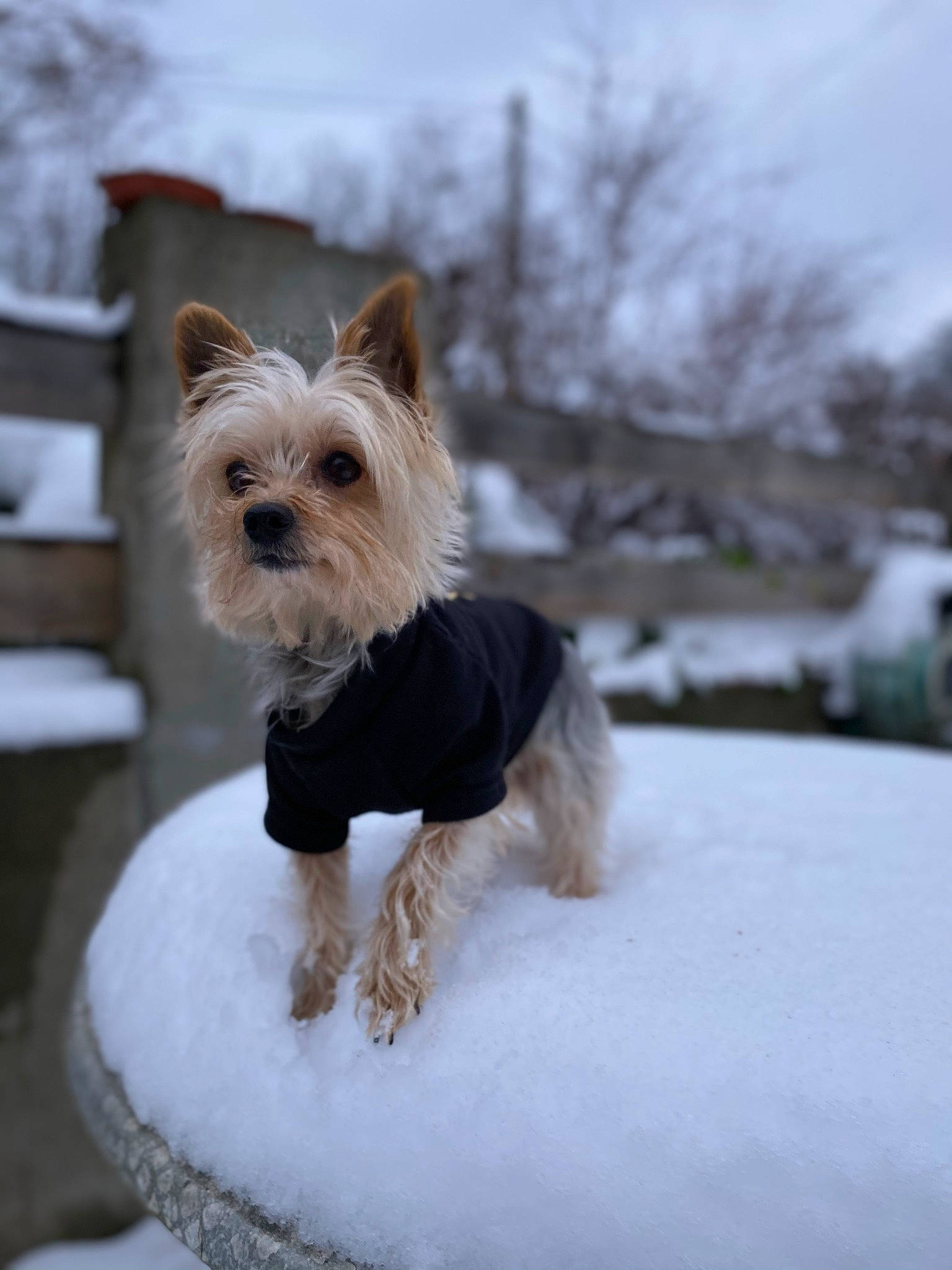 Handy a rejoint le concours — aidez-le/la à gagner de superbes lots ! carnivore, collar, companion_dog, dog, dog_breed, dog_clothes, dog_collar, dog_supply, fawn, freezing, fur, sky, small_terrier, snout, snow, sporting_group, terrier, toy_dog, winter, yorkshire_terrier