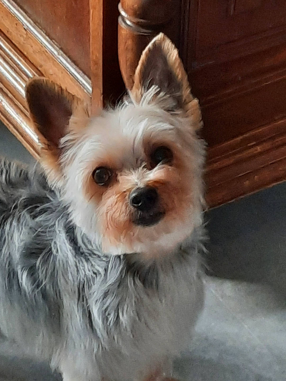 Handy participe au concours pour gagner de l'argent avec cette photo : biewer_terrier, canidae, carnivore, companion_dog, dog, dog_breed, dog_supply, ear, fawn, fur, liver, small_terrier, snout, sporting_group, tail, terrestrial_animal, toy_dog, whiskers, wood, working_animal