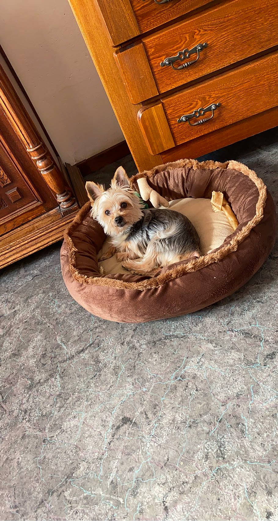 Handy a rejoint le concours — aidez-le/la à gagner de superbes lots ! brown, carnivore, comfort, companion_dog, couch, dog, dog_bed, dog_breed, fawn, felidae, flooring, hardwood, living_room, pet_supply, picture_frame, small_to_medium_sized_cats, sporting_group, studio_couch, tail, wood