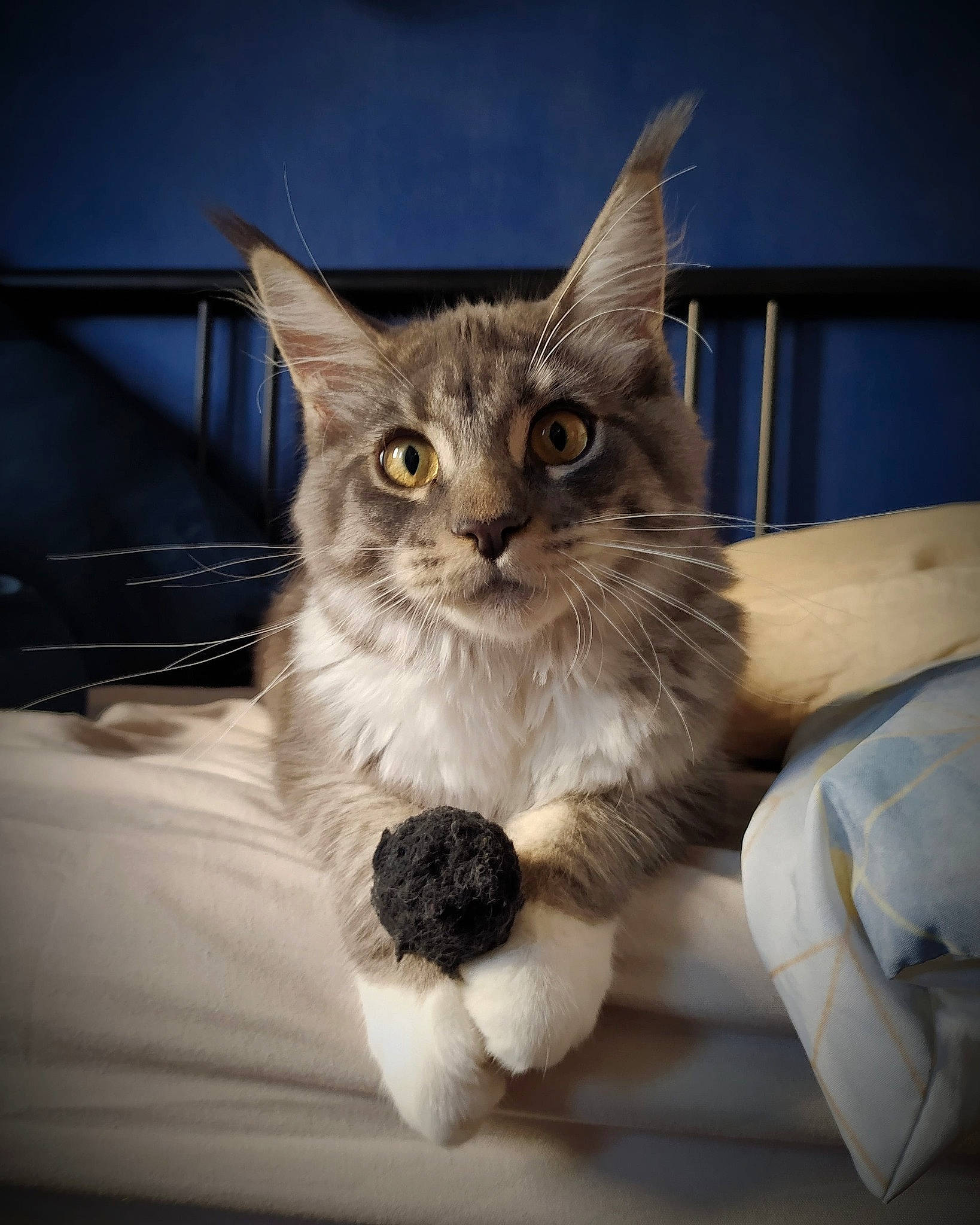 Freyja participe au concours pour gagner de l'argent avec cette photo : aegean_cat, asian, carnivore, cat, domestic_long_haired_cat, ear, eye, felidae, fur, kitten, maine_coon, mammal, norwegian_forest_cat, ragamuffin, ragdoll, small_to_medium_sized_cats, snout, somali, vertebrate, whiskers