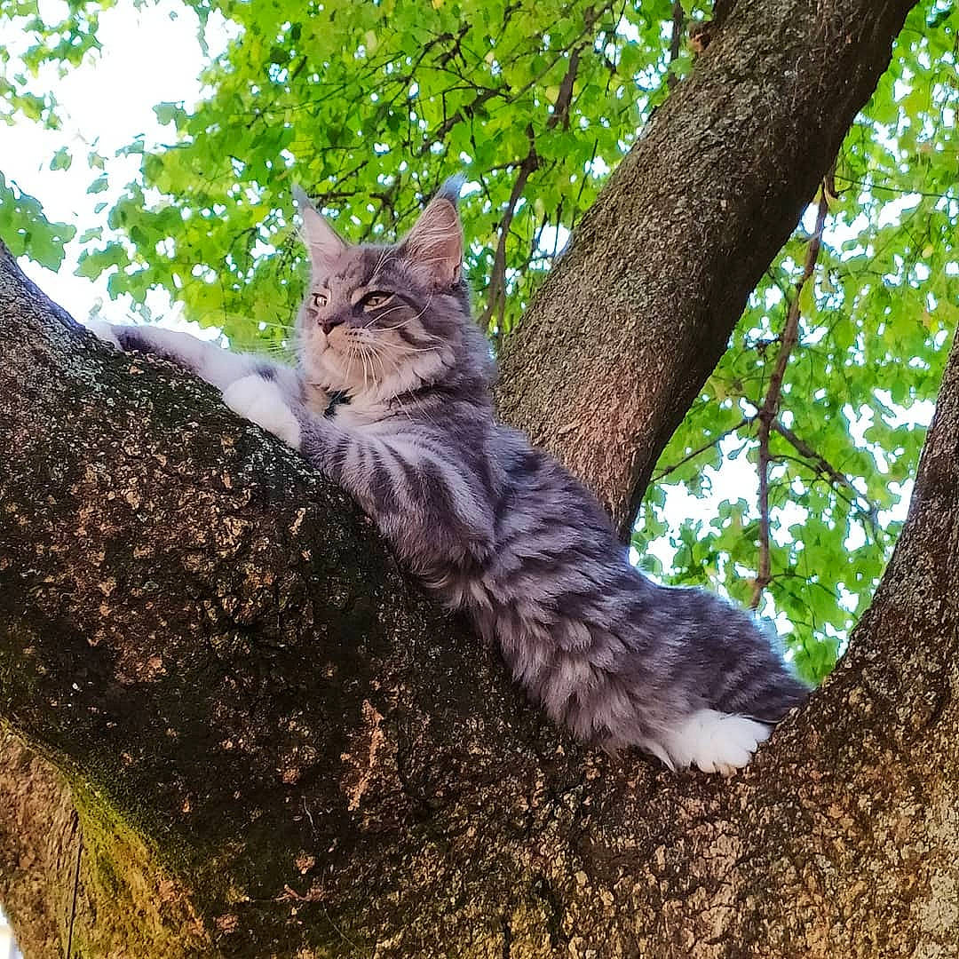 Freyja a rejoint le concours — aidez-le/la à gagner de superbes lots ! botany, branch, carnivore, cat, european_shorthair, felidae, fur, kitten, leaf, pixie_bob, plant, small_to_medium_sized_cats, tabby_cat, tree, trunk, whiskers, wild_cat, wilderness, wildlife, woody_plant