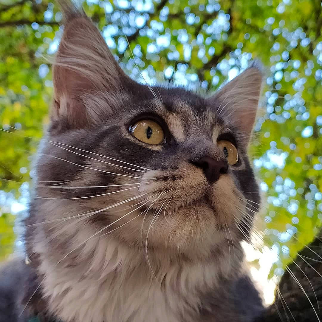 Freyja participe au concours pour gagner de l'argent avec cette photo : american_wirehair, asian, carnivore, cat, domestic_long_haired_cat, domestic_short_haired_cat, european_shorthair, eye, felidae, maine_coon, mammal, norwegian_forest_cat, plant, small_to_medium_sized_cats, snout, tabby_cat, tree, vertebrate, whiskers, wildlife