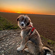 Aroha a rejoint le concours — aidez-le/la à gagner de superbes lots ! dog, puppy, pet, canine, sitting, outdoors, sunset, sunrise, countryside, farmland, plowed_field, rocky_ground, landscape, nature, harness, leash, long_hair, fluffy_fur, portrait, golden_light