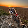 dog, puppy, pet, canine, sitting, outdoors, sunset, sunrise, countryside, farmland, plowed_field, rocky_ground, landscape, nature, harness, leash, long_hair, fluffy_fur, portrait, golden_light