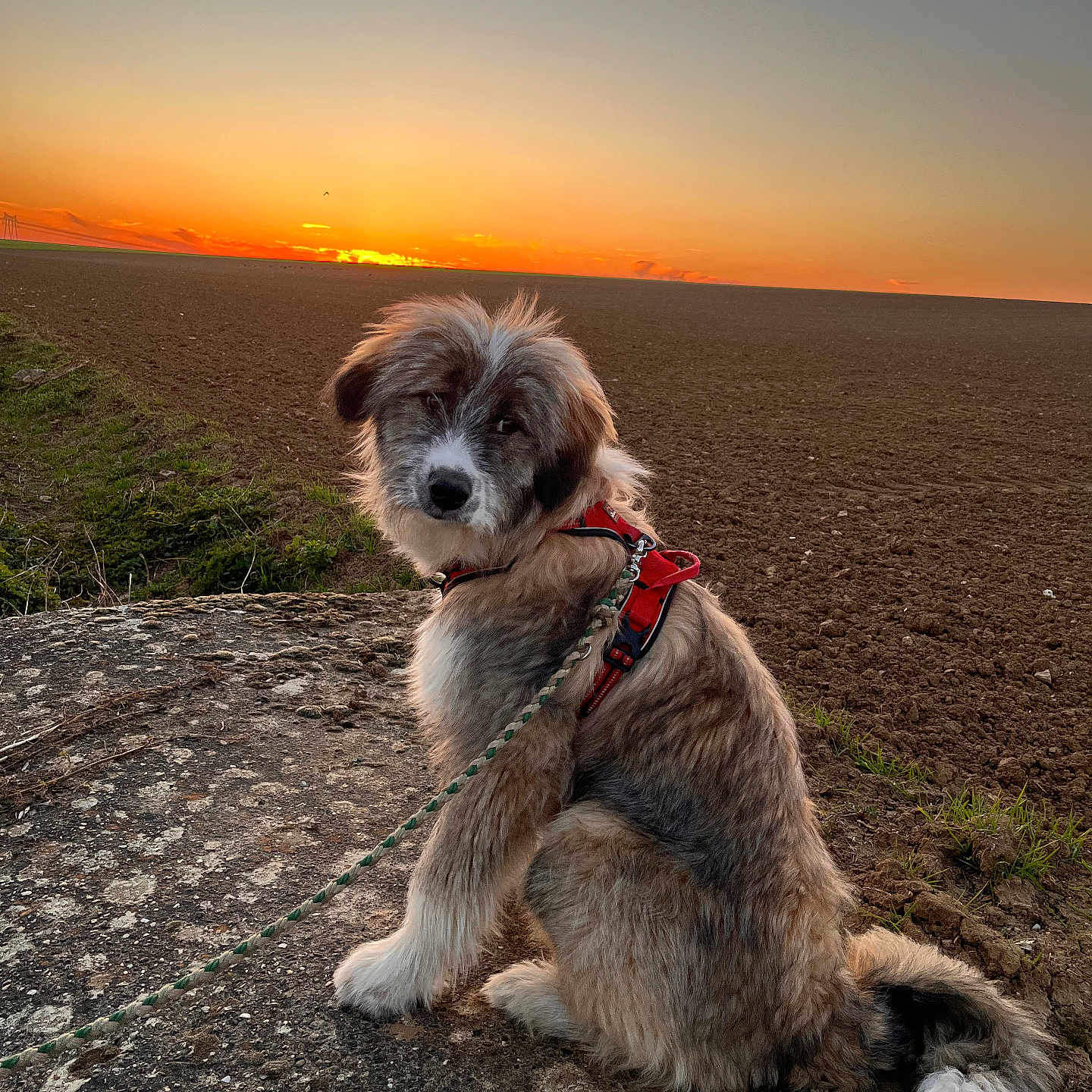 Aroha a rejoint le concours — aidez-le/la à gagner de superbes lots ! dog, puppy, pet, canine, sitting, outdoors, sunset, sunrise, countryside, farmland, plowed_field, rocky_ground, landscape, nature, harness, leash, long_hair, fluffy_fur, portrait, golden_light