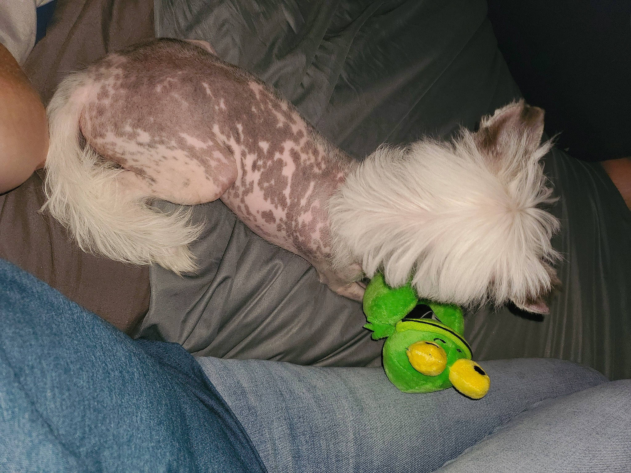 Patsy Cline joined the competition — help win amazing prizes! bichon, cairn_terrier, canidae, carnivore, companion_dog, dog, dog_breed, lhasa_apso, maltese, non_sporting_group, schnoodle, shih_tzu, toy_dog, west_highland_white_terrier