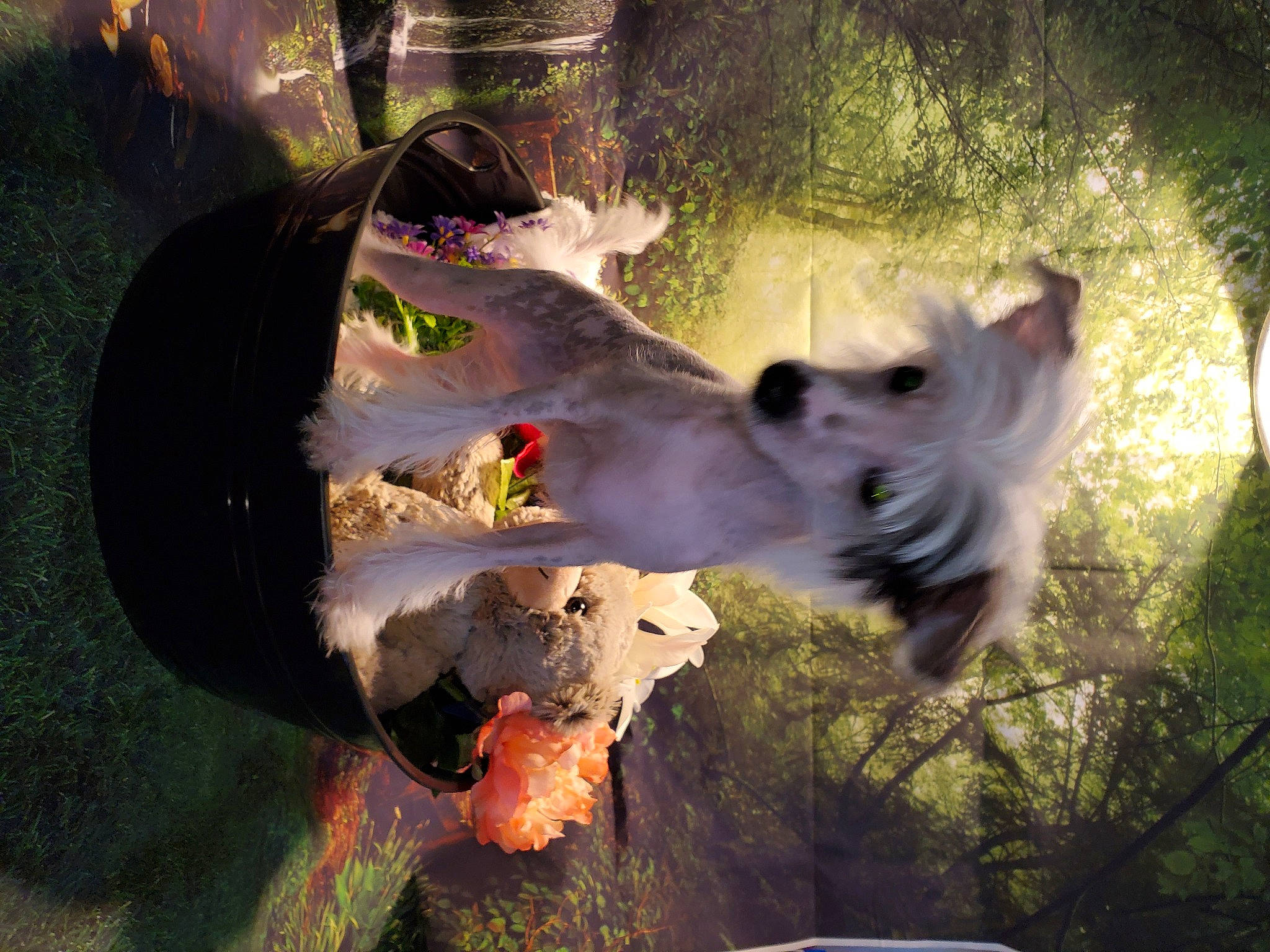 Patsy Cline joined the competition — help win amazing prizes! canidae, fawn, organism, snout