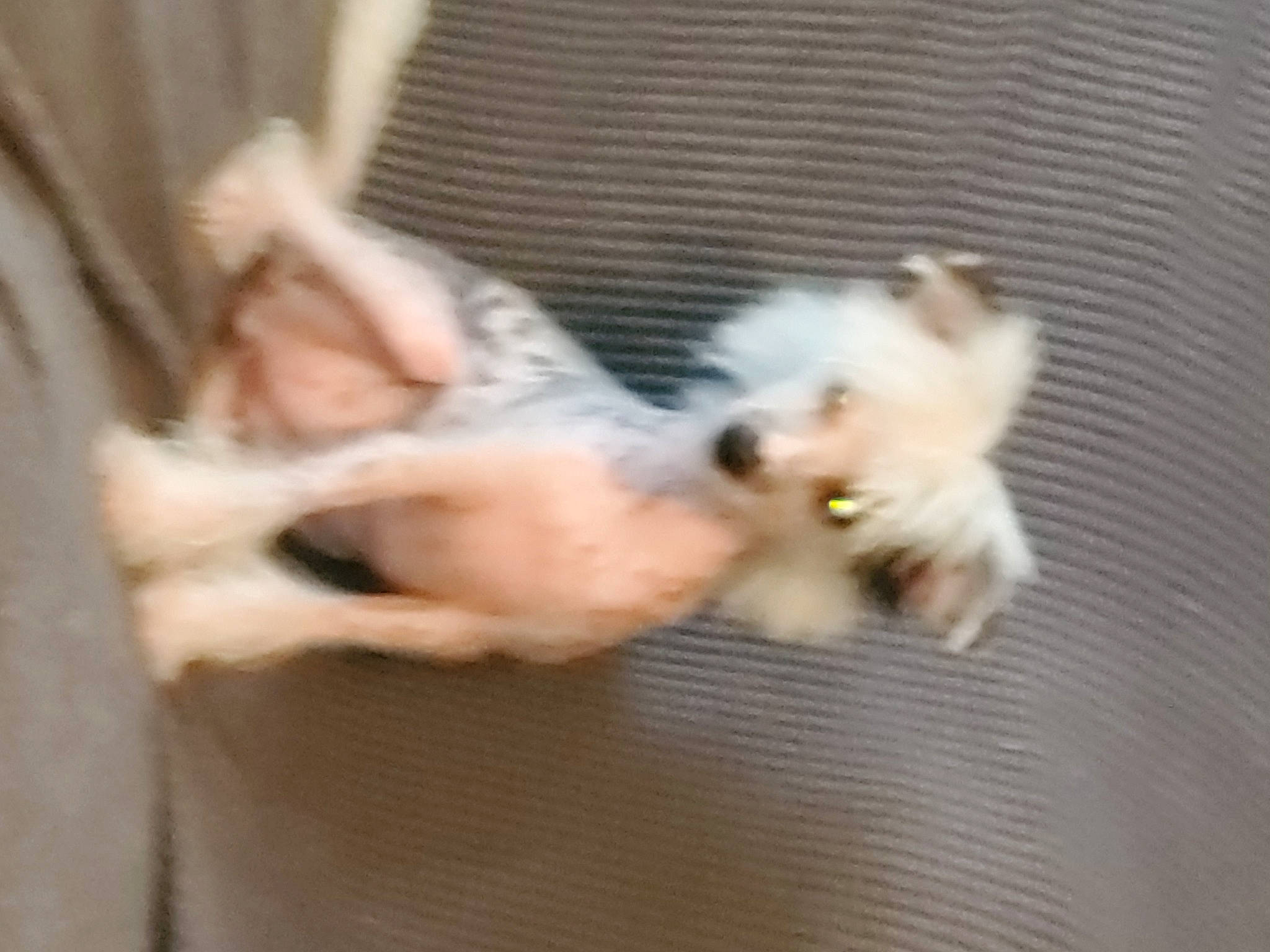 Patsy Cline joined the competition — help win amazing prizes! bichon, canidae, carnivore, cat, devon_rex, dog_breed, ear, fawn, felidae, kitten, maltese, non_sporting_group, small_to_medium_sized_cats, sphynx, tail, turkish_van, west_highland_white_terrier