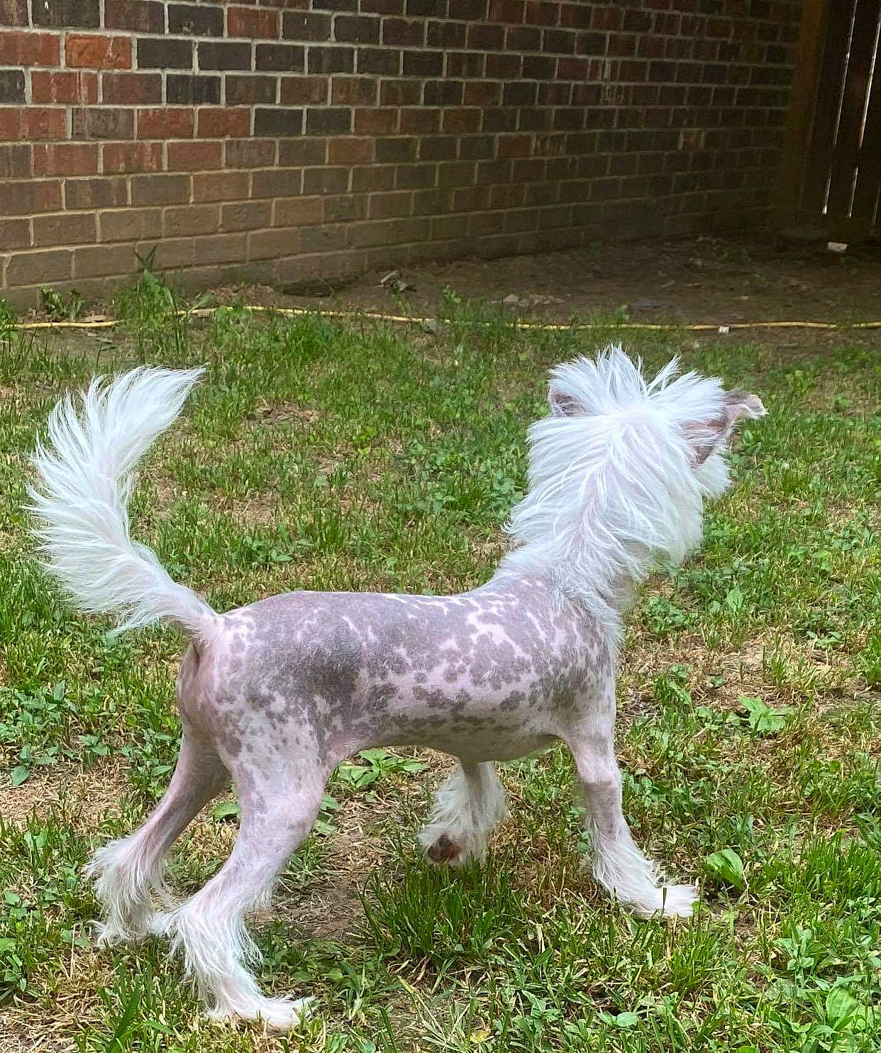 Patsy Cline is registered to the contest to win money with this photo: ancient_dog_breeds, canidae, carnivore, chinese_crested_dog, companion_dog, dog, dog_breed, grass, mammal, non_sporting_group, rare_breed_dog, sporting_group, tail, toy_dog, vertebrate, west_highland_white_terrier