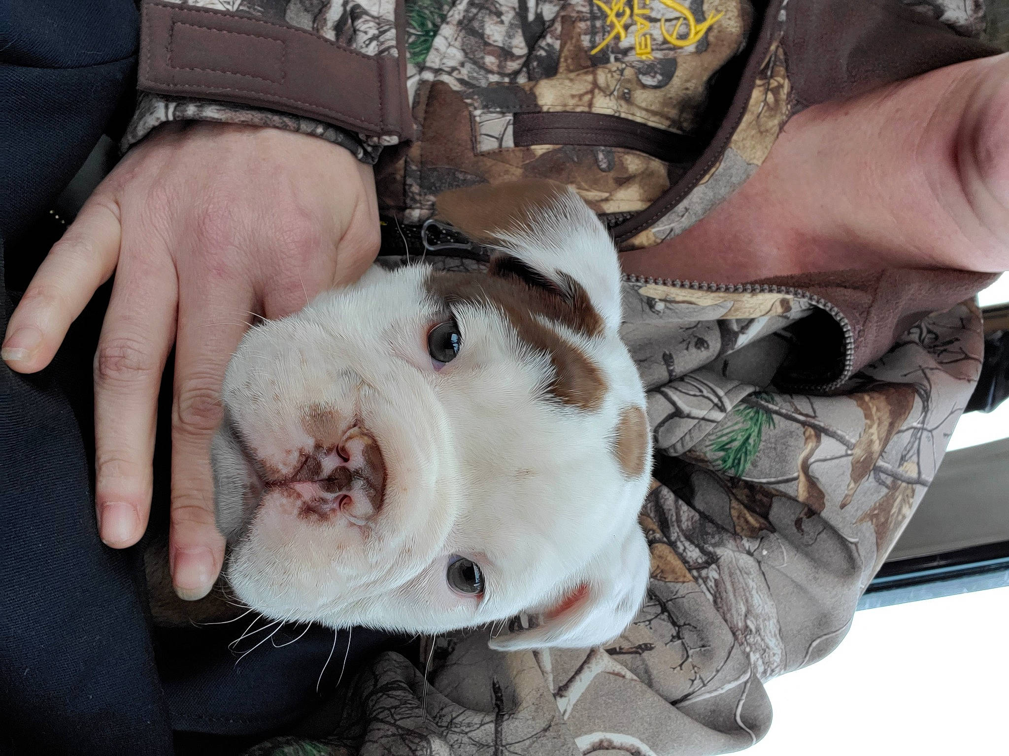 Meatball is registered to the contest to win money with this photo: american_bulldog, australian_bulldog, bulldog, canidae, carnivore, companion_dog, dog, dog_breed, fawn, non_sporting_group, old_english_bulldog, olde_english_bulldogge, pit_bull, puppy_love, snout, sporting_group, toy_bulldog, white_english_bulldog