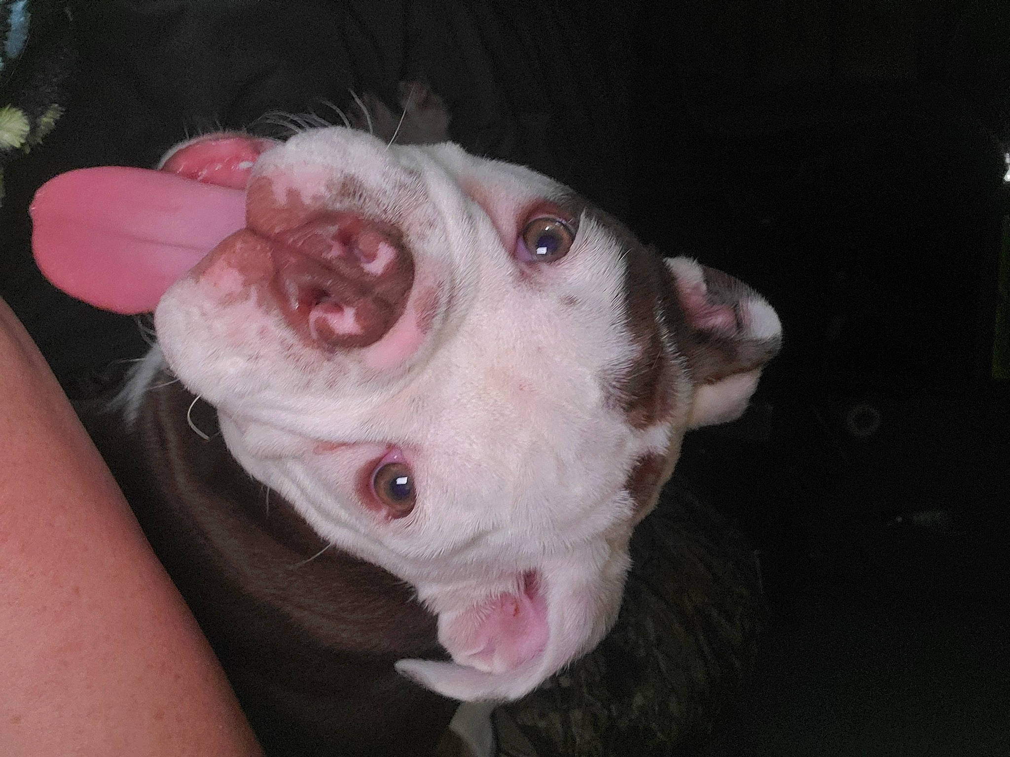 Meatball joined the competition — help win amazing prizes! american_bulldog, canidae, carnivore, dog, dog_breed, ear, fawn, mammal, non_sporting_group, nose, pink, pit_bull, puppy, skin, snout, valley_bulldog, vertebrate