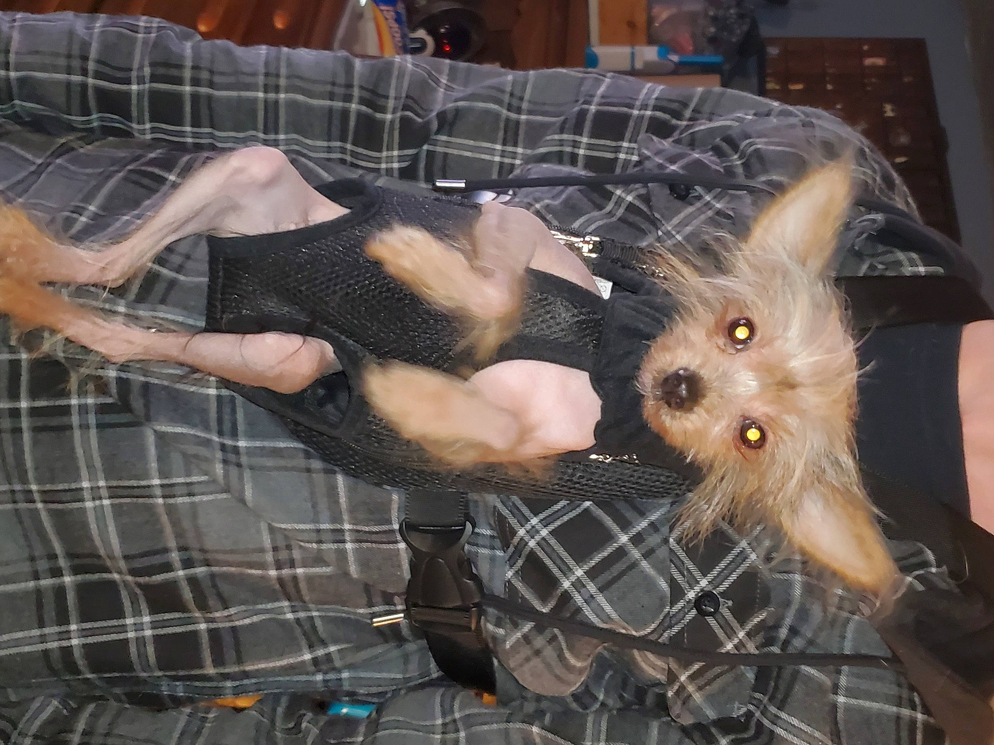 Maggie May is registered to the contest to win money with this photo: cairn_terrier, canidae, carnivore, cat, companion_dog, dog, dog_breed