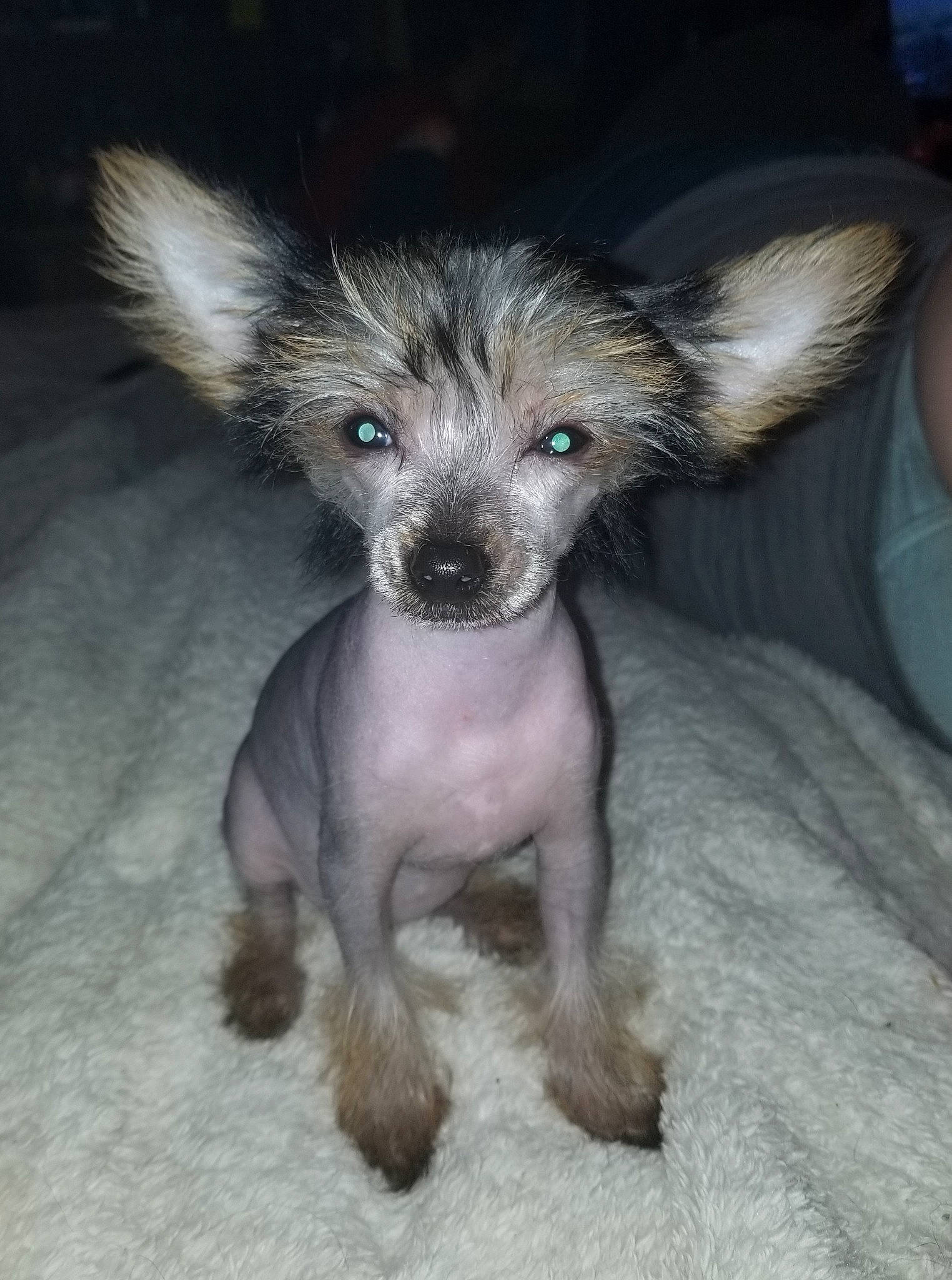Maggie May is registered to the contest to win money with this photo: american_hairless_terrier, cairn_terrier, canidae, carnivore, chinese_crested_dog, dog, dog_breed, ear, fur, mammal, mexican_hairless_dog, peruvian_hairless_dog, puppy, rare_breed_dog, snout, street_dog, toy_dog, vertebrate, whiskers