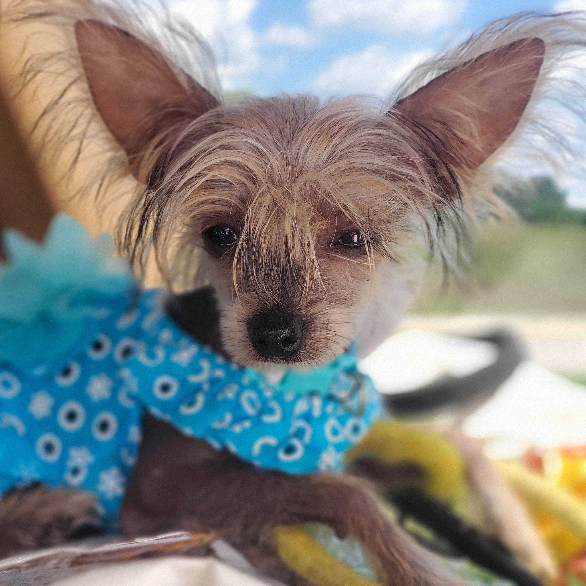 Maggie May joined the competition — help win amazing prizes! canidae, carnivore, chinese_crested_dog, companion_dog, dog, dog_breed, dog_clothes, ear, fawn, mammal, puppy, small_terrier, snout, terrier, toy_dog, vertebrate, yorkshire_terrier