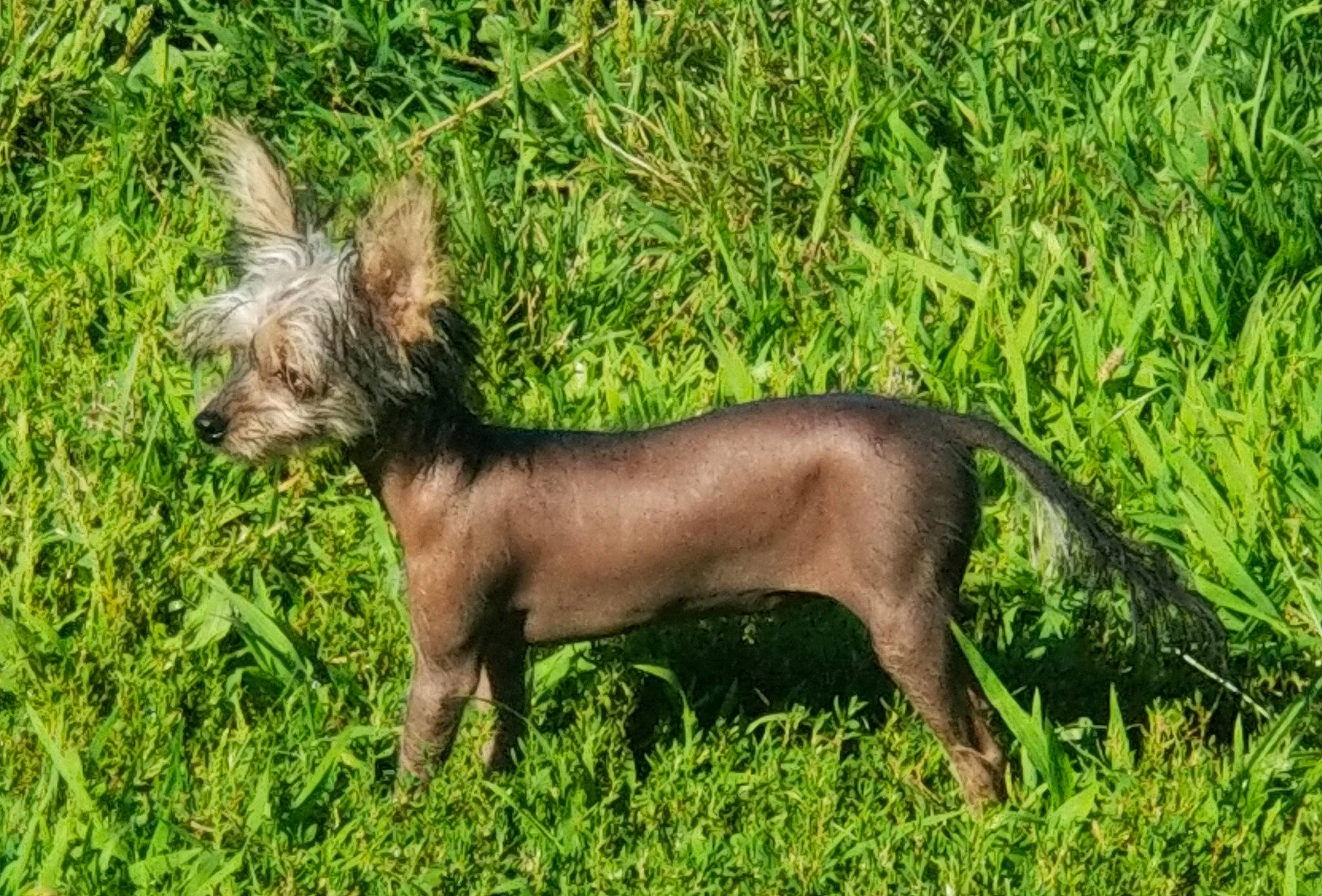 Maggie May is registered to the contest to win money with this photo: american_hairless_terrier, canidae, carnivore, chinese_crested_dog, companion_dog, dog, dog_breed, grass, liver, mammal, mexican_hairless_dog, peruvian_hairless_dog, plant, sporting_group, terrier, toy_dog, vertebrate, wildlife