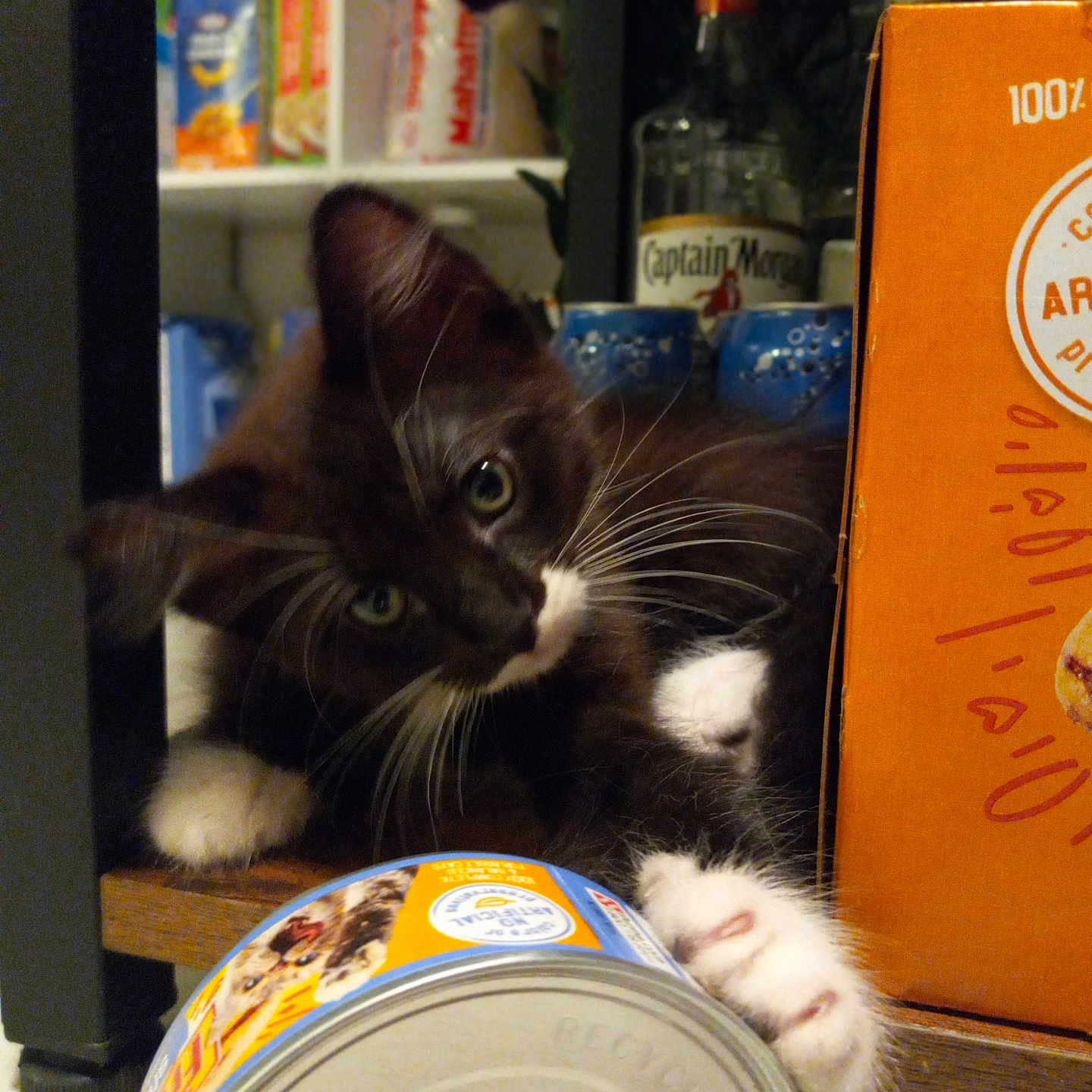 Milo joined the competition — help win amazing prizes! bottle, box, can, cat, cat_food, claw, container, curious, domestic_animal, feline, food, indoor, kitten, pantry, paw, pet, playful, shelf, tuxedo_cat, whiskers