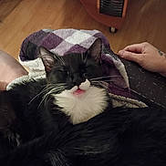 Milo joined the competition — help win amazing prizes! cat, black_and_white_cat, whiskers, closed_eyes, blanket, purple_blanket, white_chest, relaxed, mouth_open, indoor, wooden_floor, human_hand, tattoo, cozy, pet, animal, fur, comfort, resting, domestic