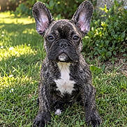 Pookie participe au concours pour gagner de l'argent avec cette photo : dog, french_bulldog, puppy, sitting, outdoor, garden, grass, lawn, ears, brindle_coat, white_chest, short_snout, wrinkles, dark_eyes, portrait, pet, animal, greenery, daisies, sunlight
