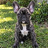 dog, french_bulldog, puppy, sitting, outdoor, garden, grass, lawn, ears, brindle_coat, white_chest, short_snout, wrinkles, dark_eyes, portrait, pet, animal, greenery, daisies, sunlight