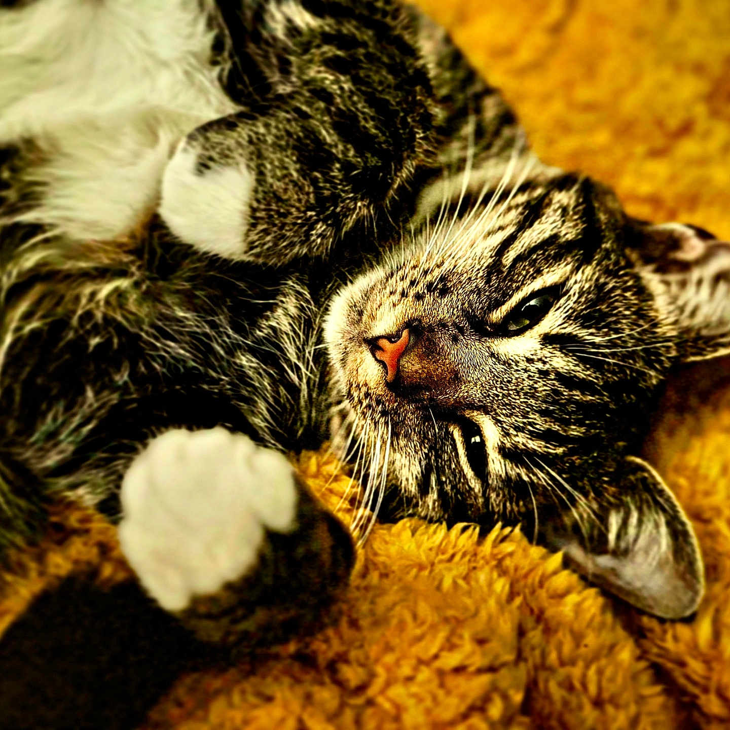 Chaos joined the competition — help win amazing prizes! abyssinian, animal, blanket, bodypart, cat, chair, claw, couch, electronics, furniture, hardware, hook, kitten, manx, mouth, person, pet, sleeping, tiger