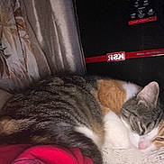 Chiquis joined the competition — help win amazing prizes! cat, tabby, sleeping, animal, pet, feline, cozy, blanket, fabric, indoor, resting, fur, whiskers, closeup, cute, domestic, calm, relaxed, soft, napping