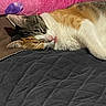 cat, calico, sleeping, tongue_out, pink_pillow, purple_spot, quilt, cozy, indoor, pet, fur, whiskers, relaxed, cute, closeup, resting, animal, domestic_cat, bed, soft