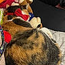 Chiquis is registered to the contest to win money with this photo: cat, calico, bow, collar, teddy_bear, plush, bed, blanket, pillow, snuggling, sleeping, feline, pet, domestic_animal, cozy, resting, indoor, fur, cute, animal