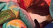 Chiquis joined the competition — help win amazing prizes! blanket, calico_cat, cat, colorful, comfort, cozy, feline, fur, hand, indoor, pattern, person, plaid, relaxation, resting, sleepy, soft, texture, warm_lighting, wrapped