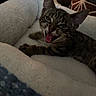 Tiger Lilly joined the competition — help win amazing prizes! animal, cat, comfort, cozy, cute, ears, feline, fur, home, indoor, kitten, paw, pet_bed, playful, relaxed, resting, soft, tabby, whiskers, young