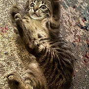 Tiger Lilly is registered to the contest to win money with this photo: animal, carpet, cat, curious, cute, feline, fur, indoor, kitten, lying_down, motion_blur, paw, pet, playful, small, striped, tabby, texture, whiskers, young