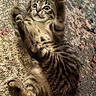 animal, carpet, cat, curious, cute, feline, fur, indoor, kitten, lying_down, motion_blur, paw, pet, playful, small, striped, tabby, texture, whiskers, young