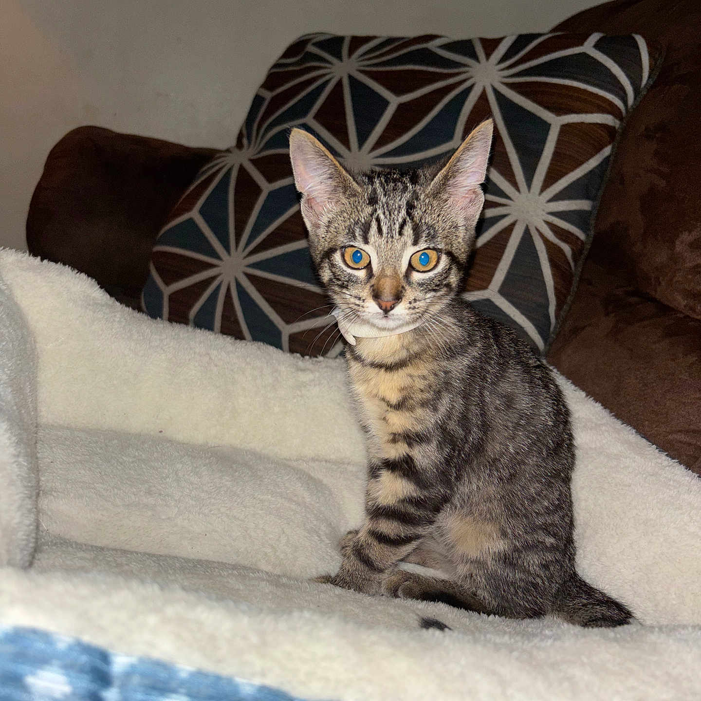 Tiger Lilly