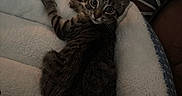 Tiger Lilly joined the competition — help win amazing prizes! animal, cat, couch, cozy, curious, ears, feline, fluffy, fur, home, indoor, kitten, looking_back, pet_bed, pillow, resting, small, tabby, whiskers, young