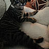 Tiger Lilly joined the competition — help win amazing prizes! animal, blanket, cat, closeup, cozy, curious, cushion, cute, feline, fluffy, fur, indoor, kitten, paws, pet, relaxed, resting, tabby, whiskers, young