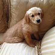 Daisy joined the competition — help win amazing prizes! animal, brown, companion, couch, cozy, cushions, cute, dog, domestic, friendly, fur, golden_retriever, indoor, looking, pet, puppy, sitting, small, soft, young
