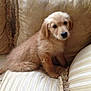 animal, brown, companion, couch, cozy, cushions, cute, dog, domestic, friendly, fur, golden_retriever, indoor, looking, pet, puppy, sitting, small, soft, young