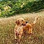 Daisy joined the competition — help win amazing prizes! animal, canine, clouds, dog, field, golden_retriever, grass, greenery, happy, harness, landscape, mountains, nature, outdoor, pet, scenery, sky, standing, sunlight, tail