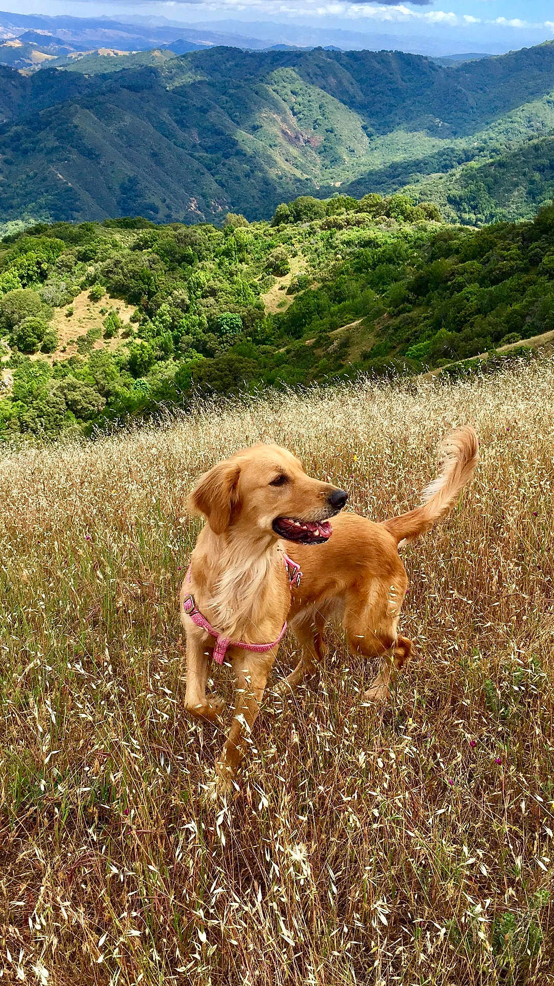 Daisy
