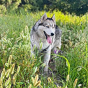 Koda joined the competition — help win amazing prizes! dog, husky, animal, pet, outdoor, grass, wildflowers, nature, canine, tongue_out, greenery, summer, field, fur, ears, blue_eyes, leash, walking, sunlight, adventure