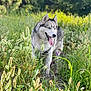dog, husky, animal, pet, outdoor, grass, wildflowers, nature, canine, tongue_out, greenery, summer, field, fur, ears, blue_eyes, leash, walking, sunlight, adventure