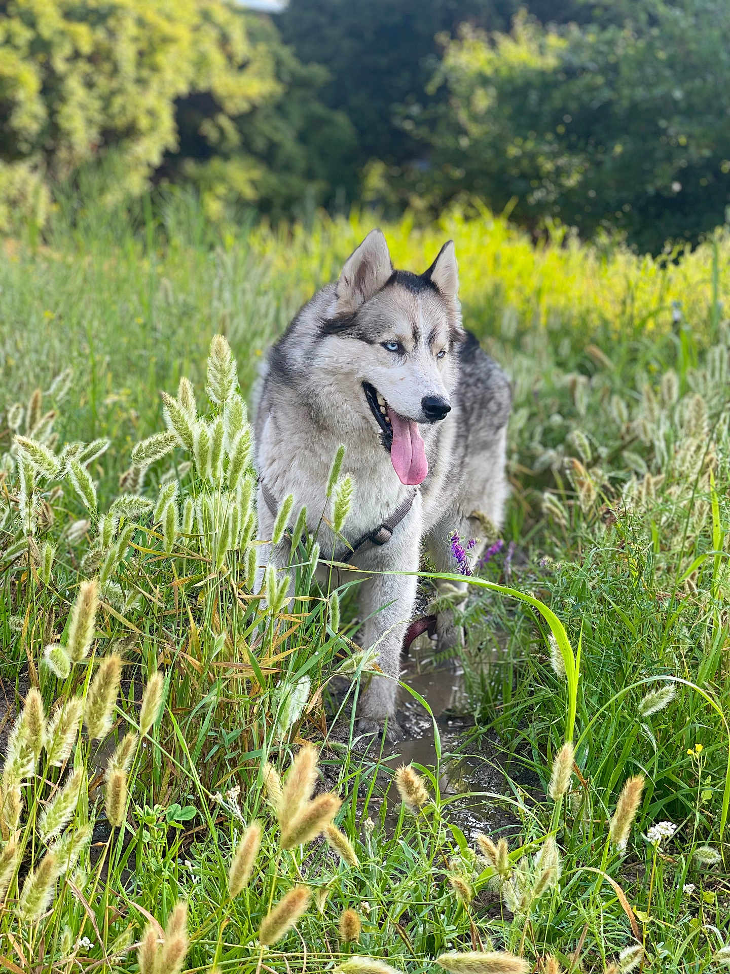 Koda