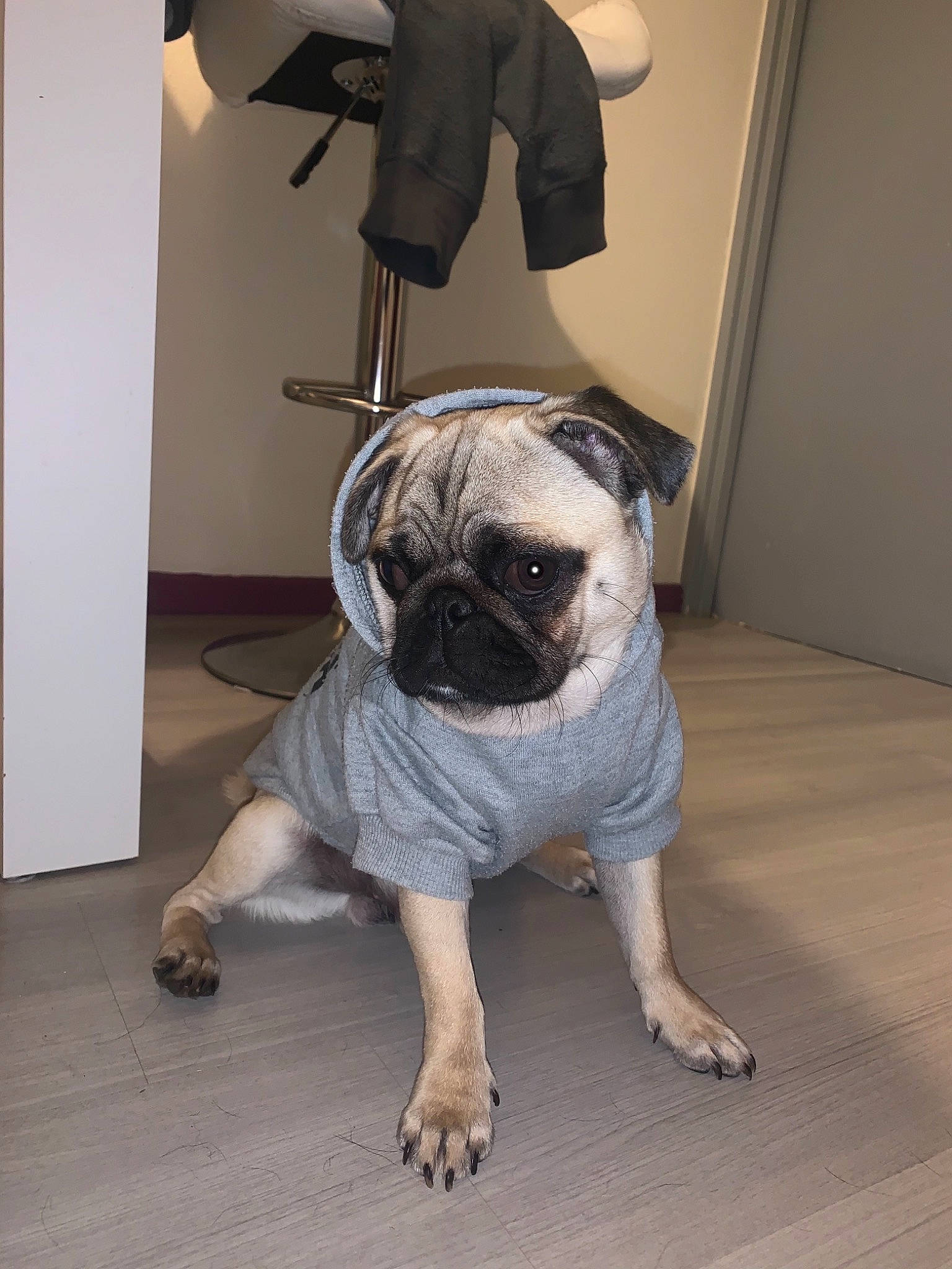 Loki a rejoint le concours — aidez-le/la à gagner de superbes lots ! bulldog, canidae, carnivore, collar, companion_dog, dog, dog_breed, dog_clothes, dog_collar, fawn, flooring, fur, grey, pug, snout, sporting_group, toy_dog, whiskers, working_animal, wrinkle
