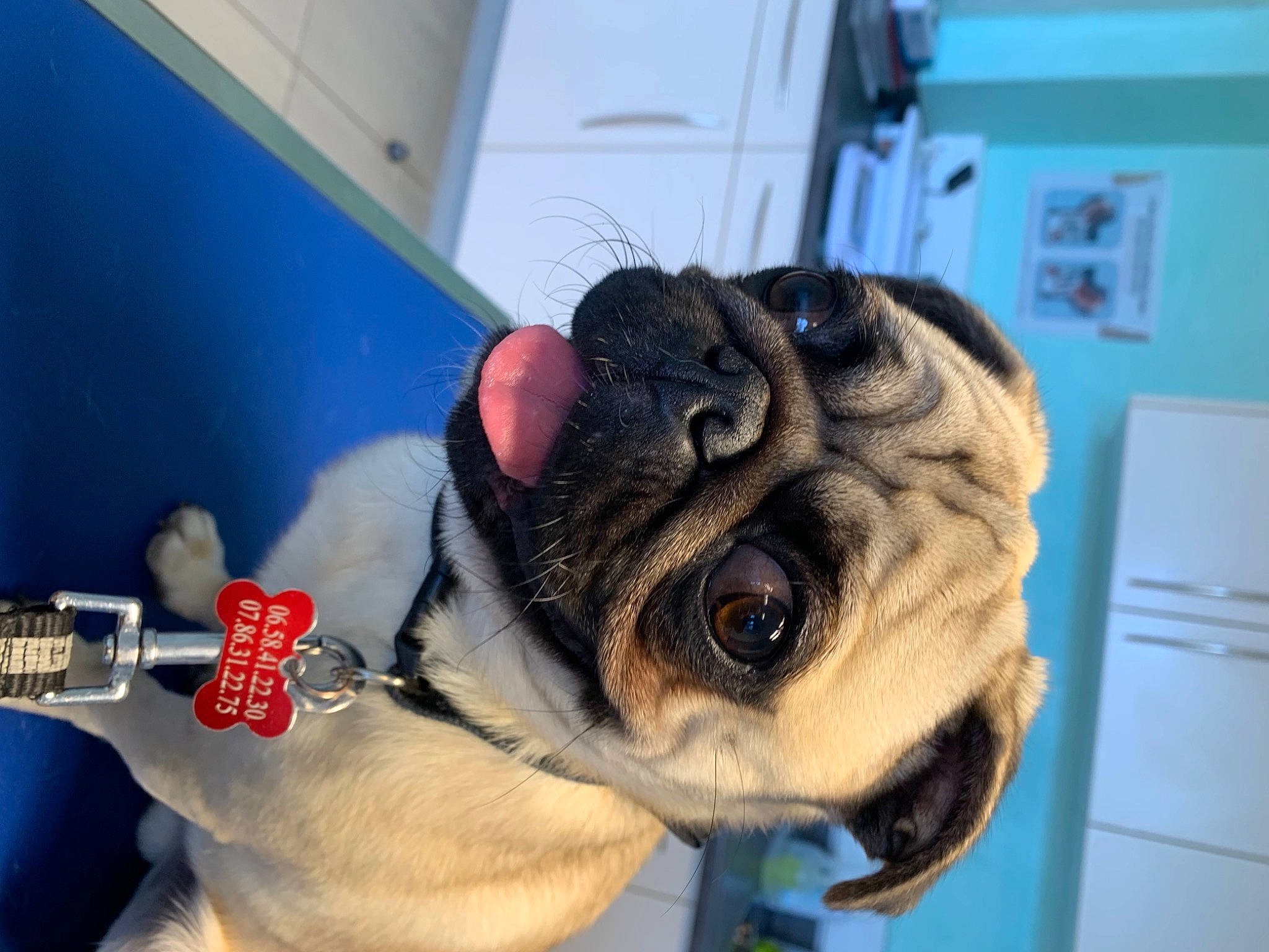 Loki participe au concours pour gagner de l'argent avec cette photo : blue, canidae, carnivore, collar, companion_dog, dog, dog_breed, dog_collar, ear, electric_blue, eyewear, fawn, jaw, leash, pet_supply, pug, snout, sporting_group, whiskers, wrinkle