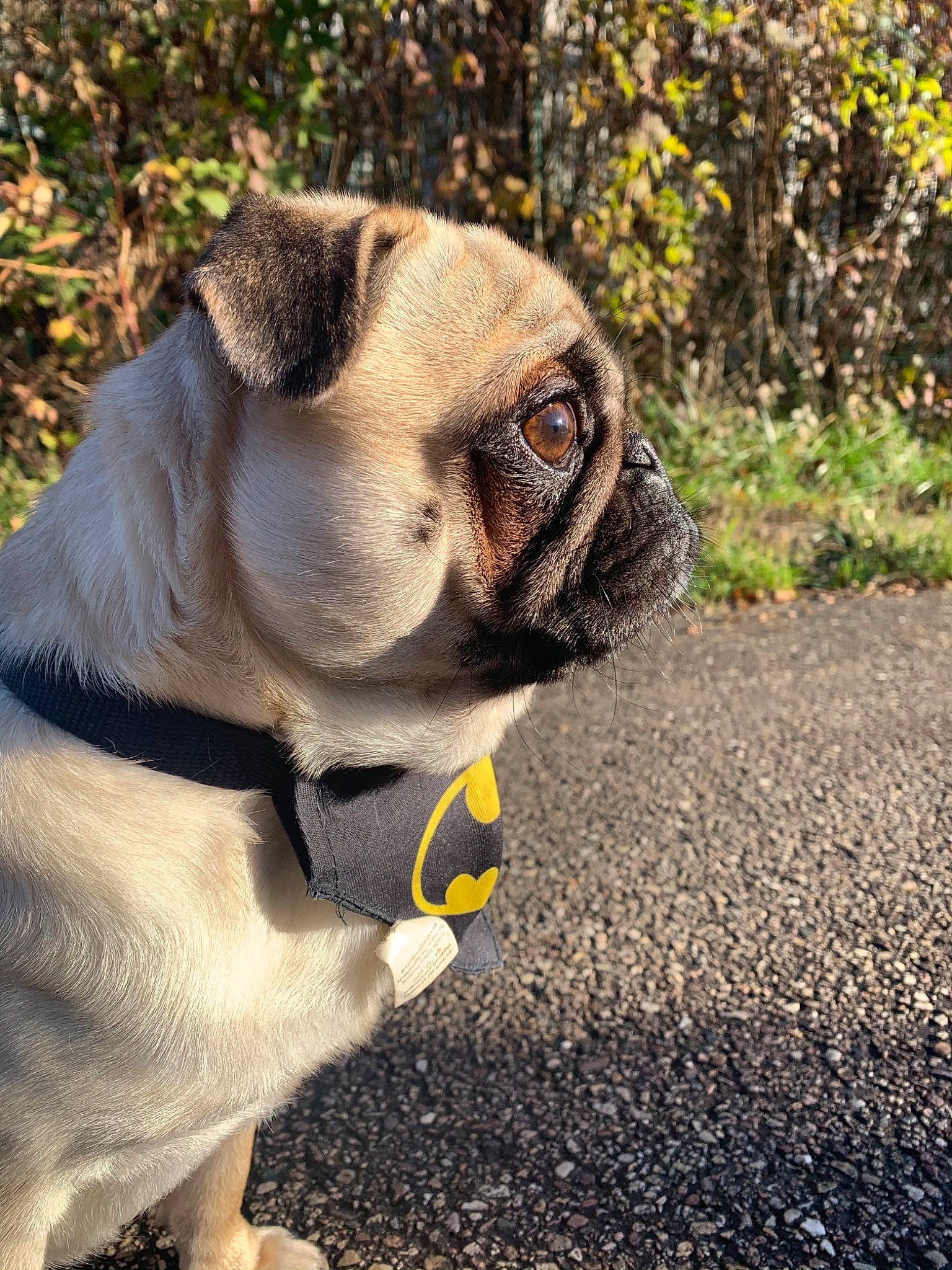 Loki participe au concours pour gagner de l'argent avec cette photo : bulldog, carnivore, collar, companion_dog, dog, dog_breed, dog_collar, dog_supply, fawn, grass, pet_supply, plant, pug, road_surface, snout, toy_dog, tree, whiskers, working_animal, wrinkle