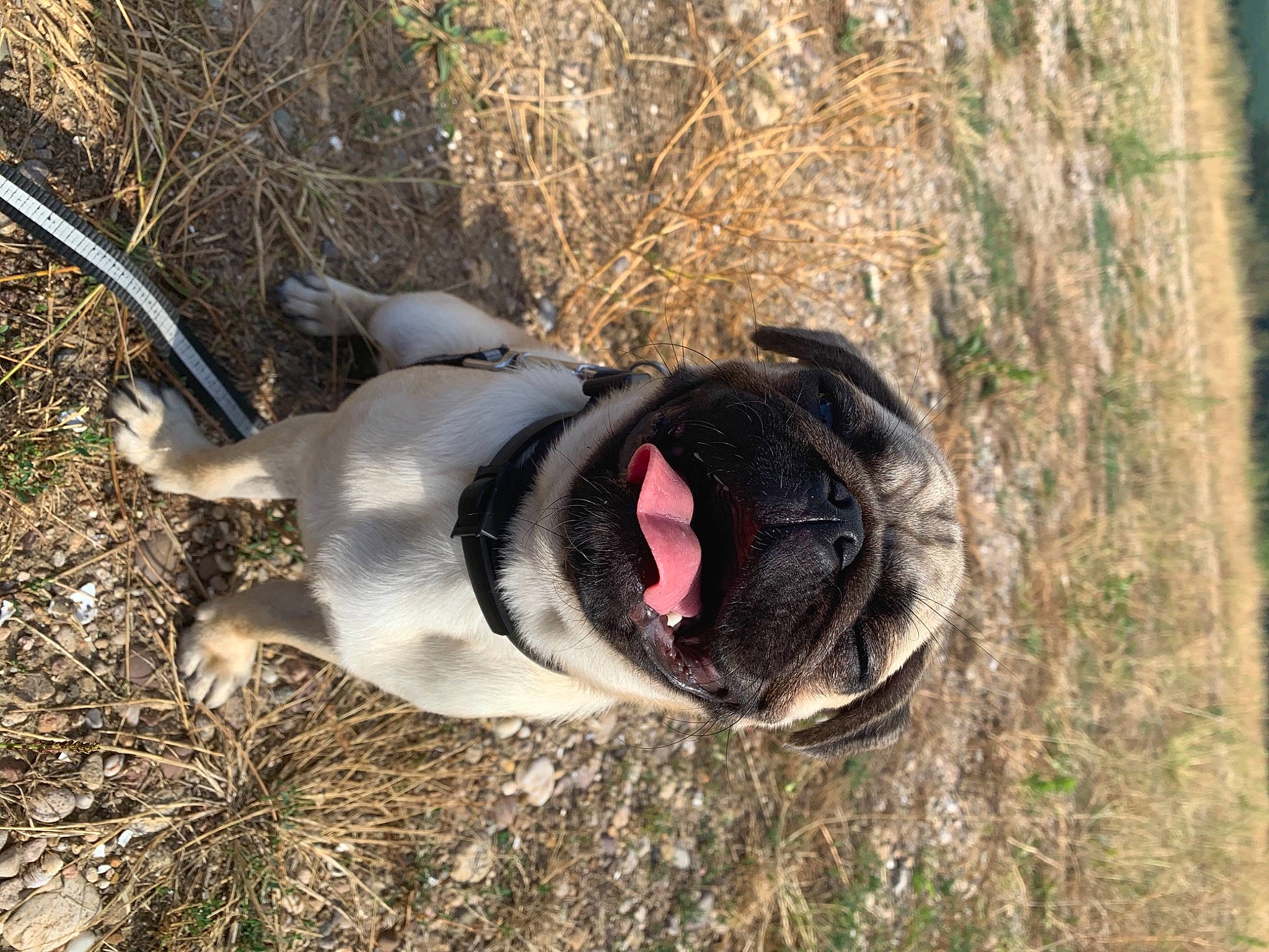 Loki participe au concours pour gagner de l'argent avec cette photo : adventure, carnivore, collar, companion_dog, dog, dog_breed, dog_collar, dog_supply, fawn, grass, leash, pet_supply, plant, snout, sporting_group, tail, terrestrial_animal, tree, trunk, working_animal